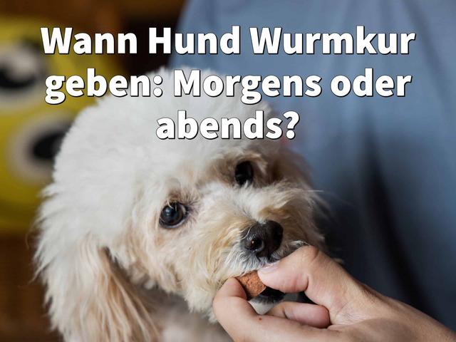 Der optimale Zeitpunkt für eine Wurmkur beim Hund: Expertenratschläge Der optimale Zeitpunkt für eine Wurmkur beim Hund: Expertenratschläge