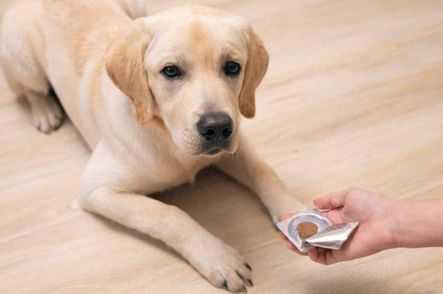 Wann ist die beste Zeit, um eine Wurmkur beim Hund zu geben: morgens oder abends? Wann ist die beste Zeit, um eine Wurmkur beim Hund zu geben: morgens oder abends?