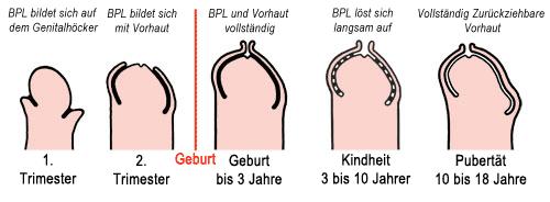 "Die Bedeutung der Vorhautentwicklung bei kleinen Jungen" "Die Bedeutung der Vorhautentwicklung bei kleinen Jungen"