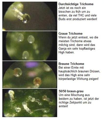 Der optimale Erntezeitpunkt für Hanf: Bilder und Expertentipps Der optimale Erntezeitpunkt für Hanf: Bilder und Expertentipps