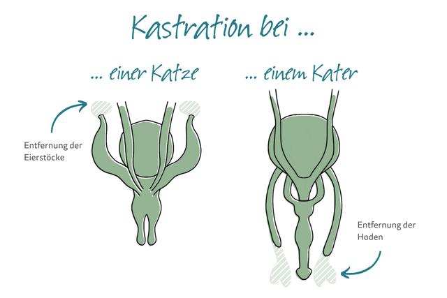 Die optimale Zeit für die Kastration eines Katers Die optimale Zeit für die Kastration eines Katers