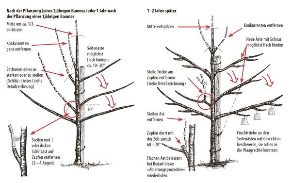 Kirschbaum schneiden: Tipps und Empfehlungen zur richtigen Zeit Kirschbaum schneiden: Tipps und Empfehlungen zur richtigen Zeit
