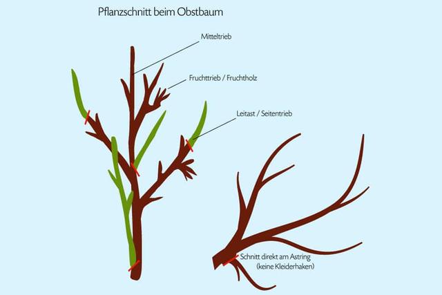Wann sollte man den Kirschbaum zurückschneiden? Die wichtigsten Informationen Wann sollte man den Kirschbaum zurückschneiden? Die wichtigsten Informationen
