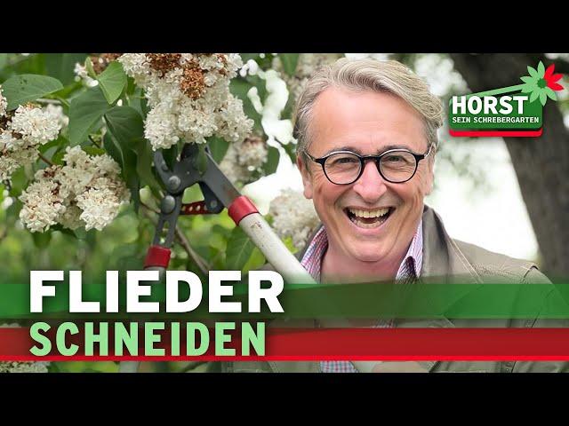 Praktische Tipps zum Zurückschneiden von Flieder im Garten
