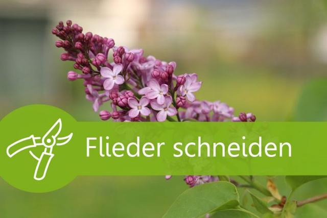Der beste Zeitpunkt zum Zurückschneiden von Flieder