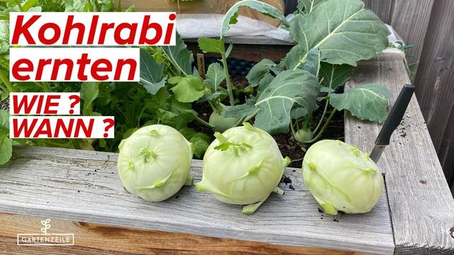 Tipps zur Ernte des Kohlrabis