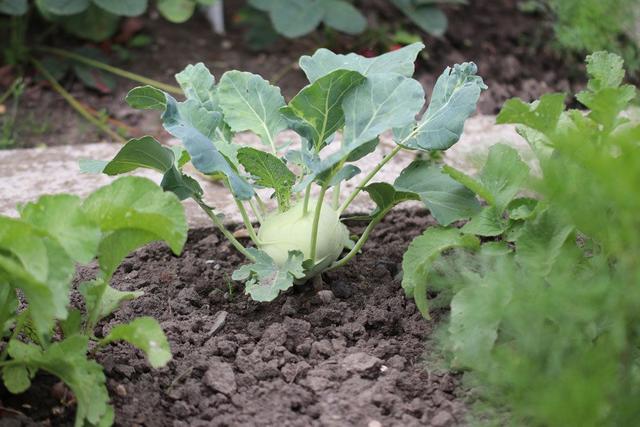 Erntereife von Kohlrabi: Worauf sollte man achten?