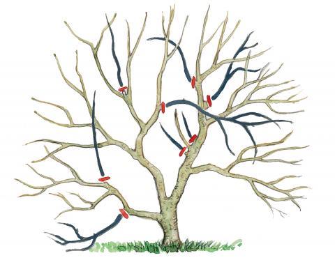 Magnolienpflege im Jahresverlauf: Wann ist der ideale Schnittzeitpunkt? Magnolienpflege im Jahresverlauf: Wann ist der ideale Schnittzeitpunkt?