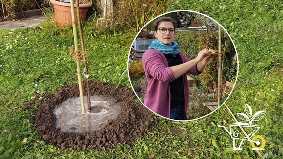 Wann ist der richtige Zeitpunkt, um Obstbäume in den Boden zu bringen? Wann ist der richtige Zeitpunkt, um Obstbäume in den Boden zu bringen?