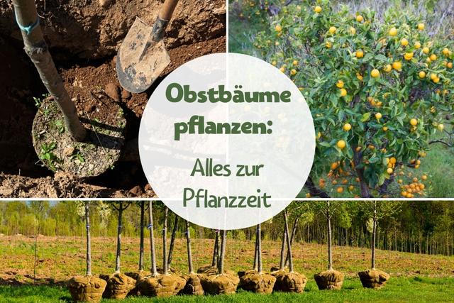 Zu welcher Jahreszeit sollten Obstbäume gepflanzt werden? Zu welcher Jahreszeit sollten Obstbäume gepflanzt werden?