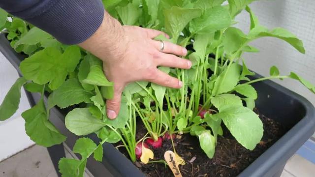 Tipps zur richtigen Erntezeit für Radieschen