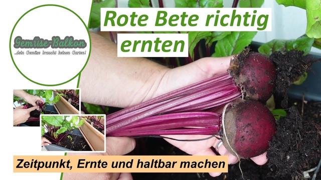 Wichtige Informationen zur Erntezeit von Rote Bete Wichtige Informationen zur Erntezeit von Rote Bete