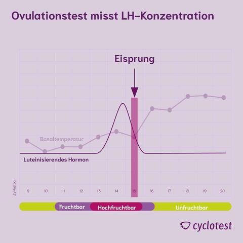 Ovulationstest positiv: Wann findet der Eisprung statt?