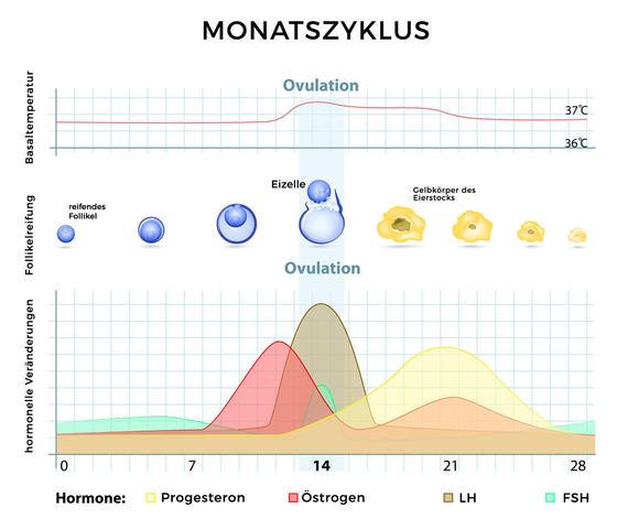 Fruchtbare Tage bestimmen: Der Ovulationstest und der Zeitpunkt des Eisprungs