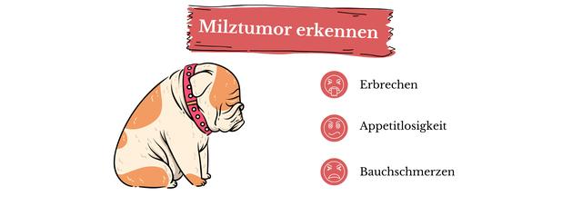 Ohrenentzündung beim Hund, die nicht weggeht: Gründe und Maßnahmen