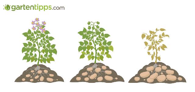 Wann sind Kartoffeln bereit zur Ernte? Tipps und Hinweise.