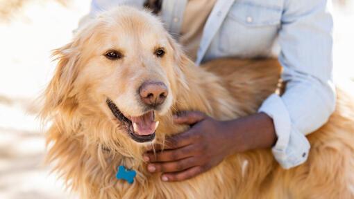 Was sind die Kosten für das Einschläfern eines Hundes und was passiert danach? Was sind die Kosten für das Einschläfern eines Hundes und was passiert danach?