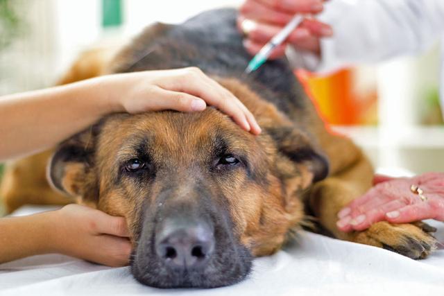Wann ist der richtige Zeitpunkt, um den Hund einzuschläfern? Wann ist der richtige Zeitpunkt, um den Hund einzuschläfern?