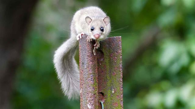 Alles über den Siebenschläfertag: Bauernregeln und wissenschaftliche Erkenntnisse Alles über den Siebenschläfertag: Bauernregeln und wissenschaftliche Erkenntnisse
