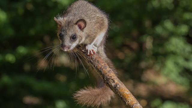 Der 27. Juni: Siebenschläfertag und seine traditionellen Vorhersagen Der 27. Juni: Siebenschläfertag und seine traditionellen Vorhersagen