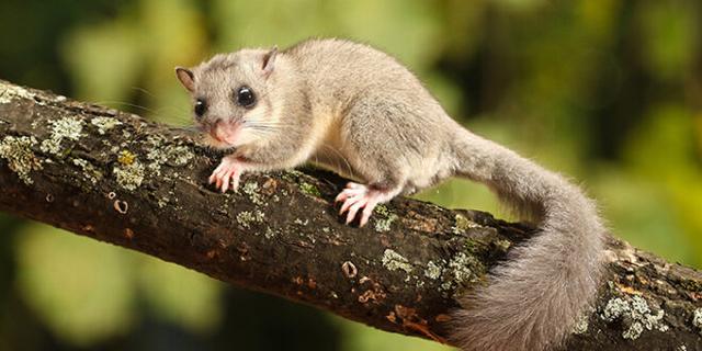 Der 27. Juni als Siebenschläfertag: Was sagen die Bauernregeln über das Wetter? Der 27. Juni als Siebenschläfertag: Was sagen die Bauernregeln über das Wetter?