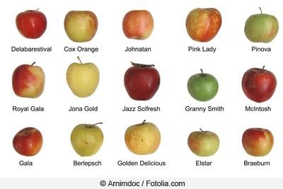 Reife Äpfel erkennen: So wissen Sie, wann sie geerntet werden können Reife Äpfel erkennen: So wissen Sie, wann sie geerntet werden können