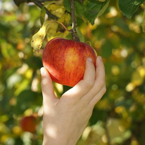 Tipps zur Bestimmung der Reife von Äpfeln Tipps zur Bestimmung der Reife von Äpfeln