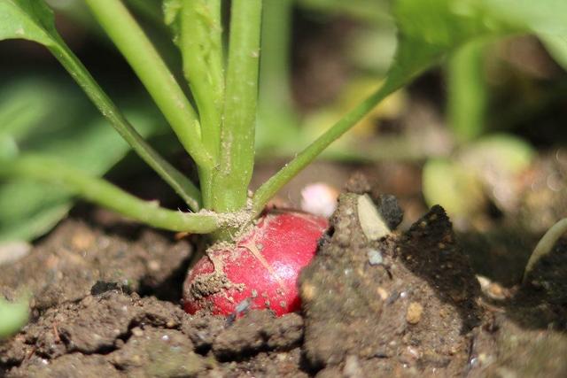 Alles, was Sie über die Ernte von Radieschen wissen müssen