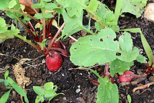 Die optimale Erntezeit für Radieschen