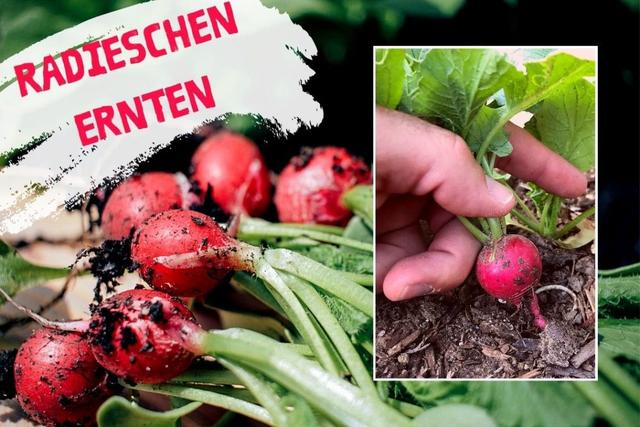 Wann sollten Sie Ihre Radieschen ernten?