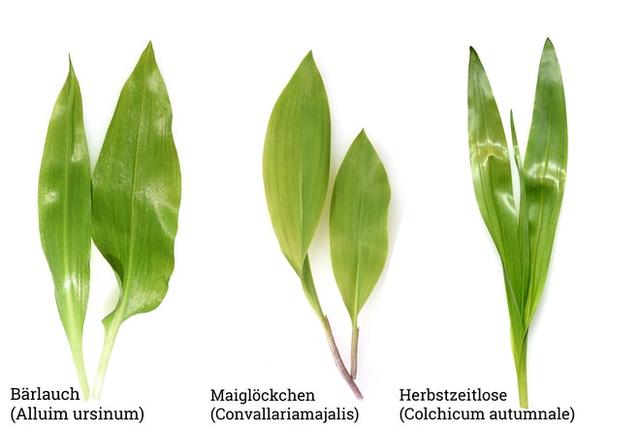 Wie unterscheidet man Bärlauch von Maiglöckchen und warum ist es wichtig? Wie unterscheidet man Bärlauch von Maiglöckchen und warum ist es wichtig?