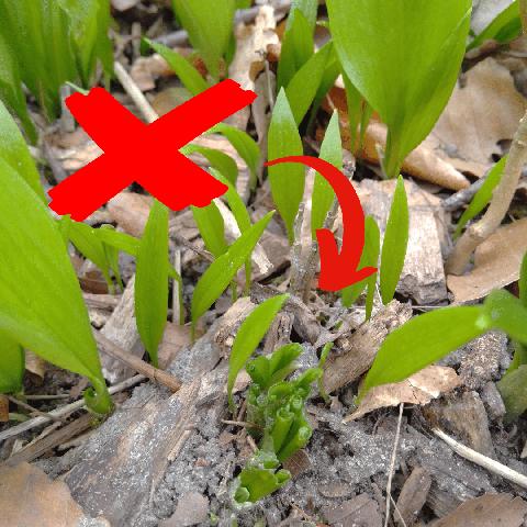 Nachhaltige Ernte von Bärlauch: Regeln und Vorsichtsmaßnahmen Nachhaltige Ernte von Bärlauch: Regeln und Vorsichtsmaßnahmen