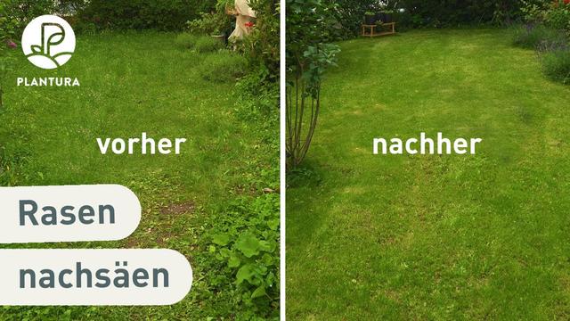 Wann ist die beste Zeit zum Vertikutieren des Rasens? Sieu Thi Do Noi