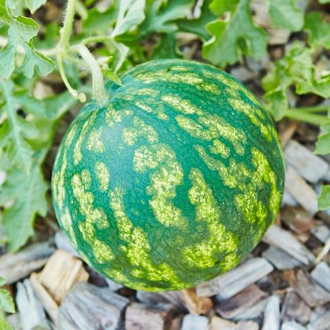 Mini-Wassermelone: Wann sollten sie geerntet werden? Mini-Wassermelone: Wann sollten sie geerntet werden?