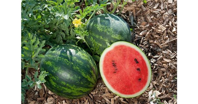 Reife Mini-Wassermelonen: Tipps zur Bestimmung des optimalen Erntezeitpunkts Reife Mini-Wassermelonen: Tipps zur Bestimmung des optimalen Erntezeitpunkts