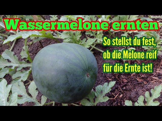 Der perfekte Moment: So wissen Sie, wann Ihre Mini-Wassermelonen reif sind Der perfekte Moment: So wissen Sie, wann Ihre Mini-Wassermelonen reif sind