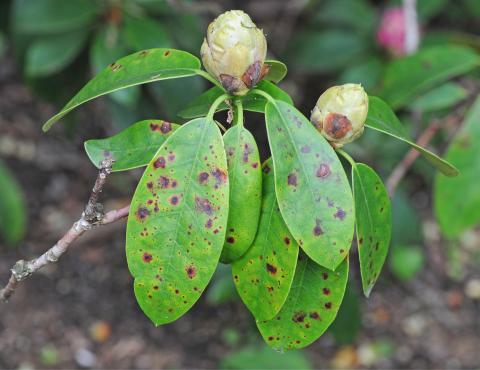 Symptome eines kaputten Rhododendrons: Was Sie beachten sollten Symptome eines kaputten Rhododendrons: Was Sie beachten sollten