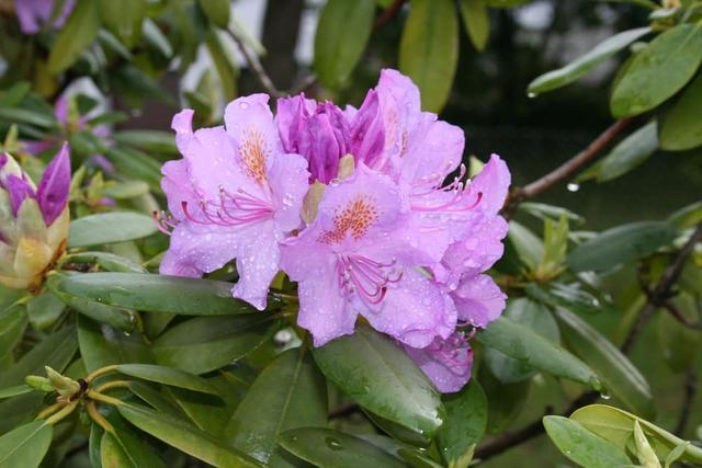 Wann ist ein Rhododendron nicht mehr zu retten? Wann ist ein Rhododendron nicht mehr zu retten?