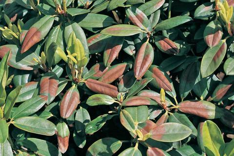 Ab wann gilt ein Rhododendron als unrettbar beschädigt? Ab wann gilt ein Rhododendron als unrettbar beschädigt?