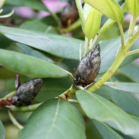 Woran erkennt man, dass ein Rhododendron nicht mehr lebt? Woran erkennt man, dass ein Rhododendron nicht mehr lebt?