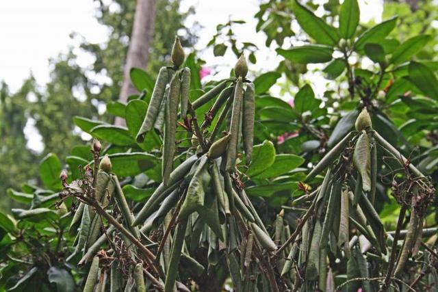 Wie erkennt man, ob ein Rhododendron abgestorben ist? Wie erkennt man, ob ein Rhododendron abgestorben ist?