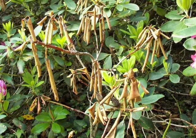 Anzeichen dafür, dass ein Rhododendron kaputt ist Anzeichen dafür, dass ein Rhododendron kaputt ist