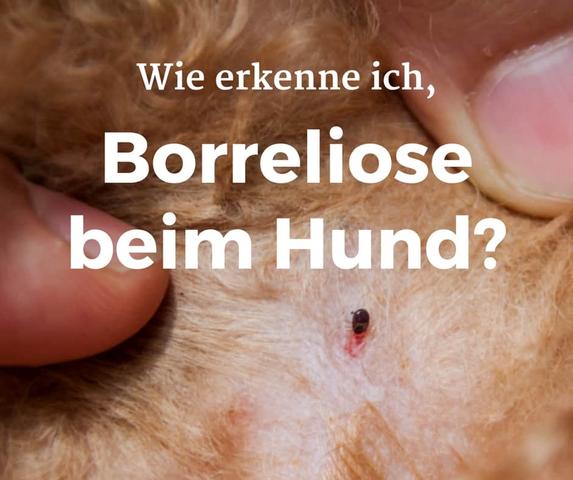 Bei einem Zeckenbiss beim Hund: Wann sollte man einen Tierarzt aufsuchen? Bei einem Zeckenbiss beim Hund: Wann sollte man einen Tierarzt aufsuchen?