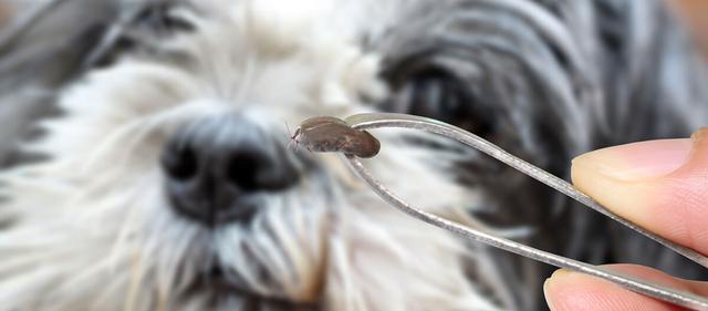 Zeckenbiss beim Hund: Wann ist eine ärztliche Untersuchung erforderlich? Zeckenbiss beim Hund: Wann ist eine ärztliche Untersuchung erforderlich?