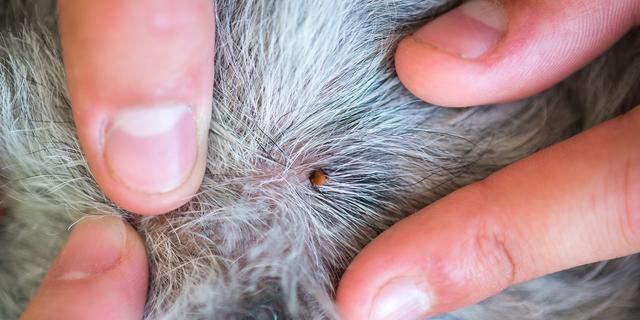 Ab wann sollte man mit einem Zeckenbiss beim Hund zum Tierarzt gehen? Ab wann sollte man mit einem Zeckenbiss beim Hund zum Tierarzt gehen?