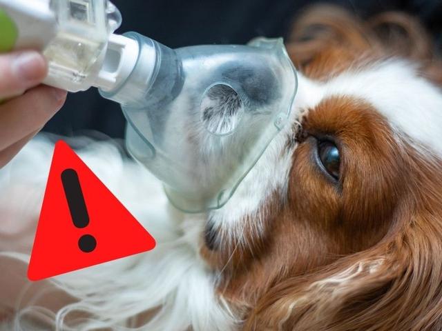 Herzinsuffizienz beim Hund: Anzeichen für ein würdevolles Einschläfern Herzinsuffizienz beim Hund: Anzeichen für ein würdevolles Einschläfern