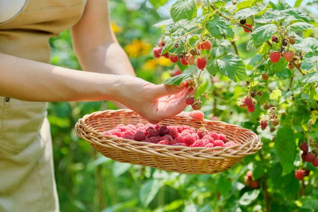 Genießen Sie frische Himbeeren: Tipps zur optimalen Erntezeit