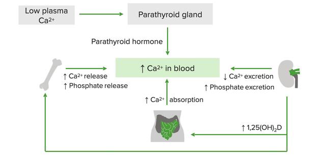 Wann sollte man bei Hypokalzämie besorgt sein? Wann sollte man bei Hypokalzämie besorgt sein?