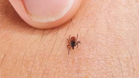 FSME-Vorsorge: Warum der Winter die ideale Zeit für den Impfschutz ist FSME-Vorsorge: Warum der Winter die ideale Zeit für den Impfschutz ist