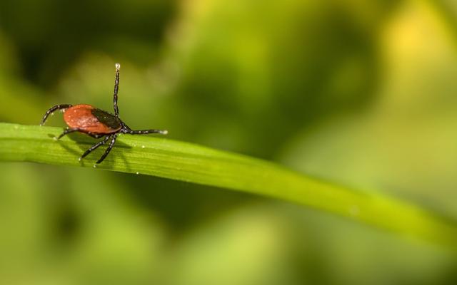 Zeckenzeit in Deutschland: Wann sollten Vorsorgemaßnahmen ergriffen werden? Zeckenzeit in Deutschland: Wann sollten Vorsorgemaßnahmen ergriffen werden?